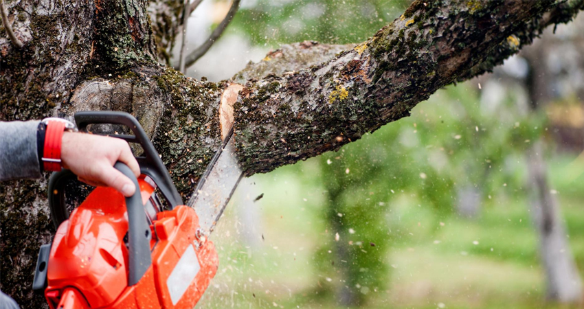 Vente bois de chauffage à Beaufort-en-Anjou